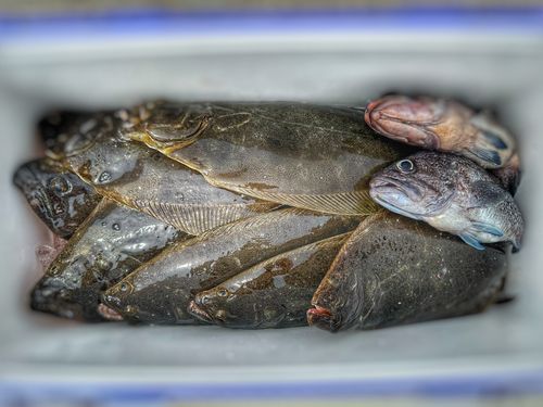 ヒラメの釣果