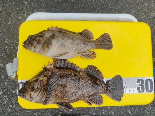 ムラソイの釣果