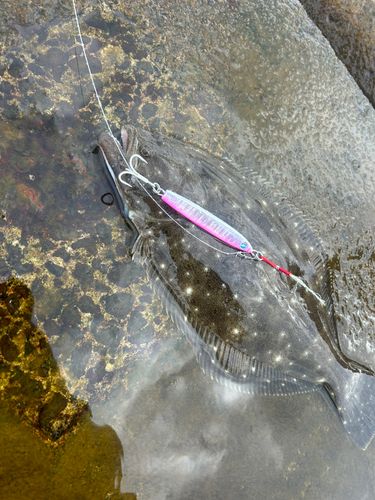 ヒラメの釣果