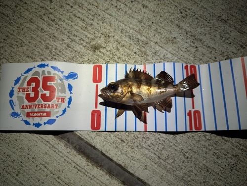 メバルの釣果