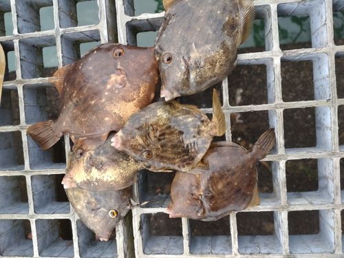 カワハギの釣果