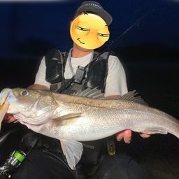 シーバス