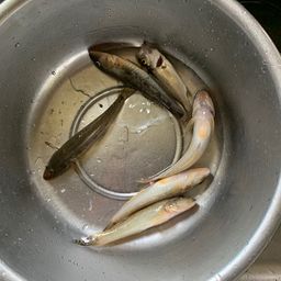 ハゼ