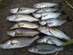 セイゴ（マルスズキ）の釣果