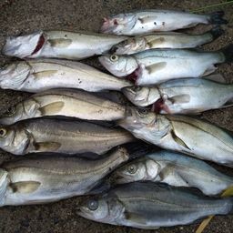 セイゴ（マルスズキ）