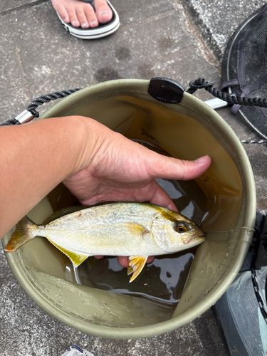 釣果