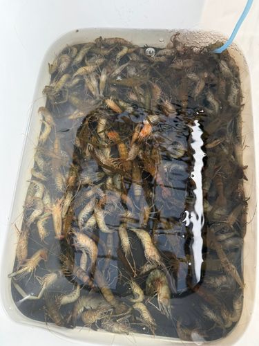 テナガエビの釣果