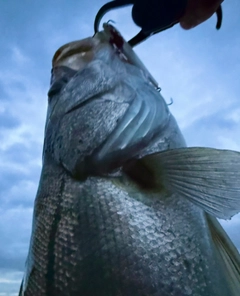 スズキの釣果