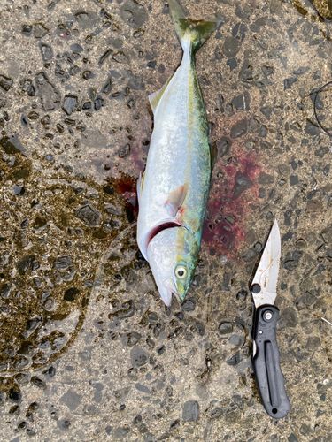 ヤズの釣果