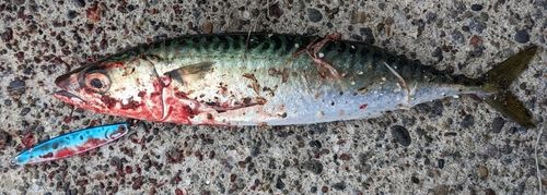 サバの釣果