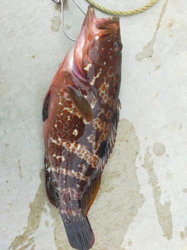 キジハタの釣果