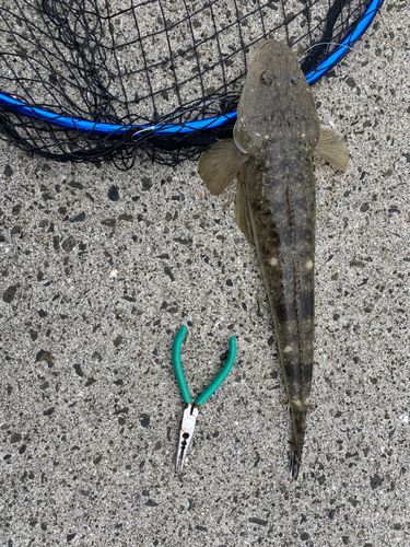 マゴチの釣果