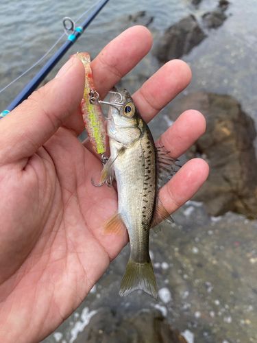 セイゴ（マルスズキ）の釣果