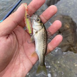 セイゴ(マルスズキ)