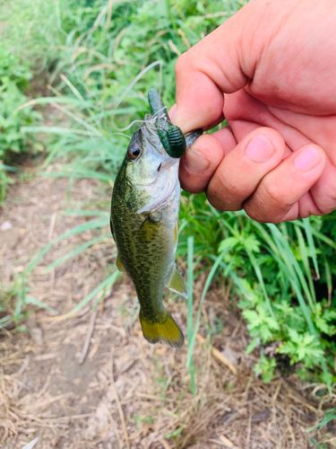 ラージマウスバスの釣果