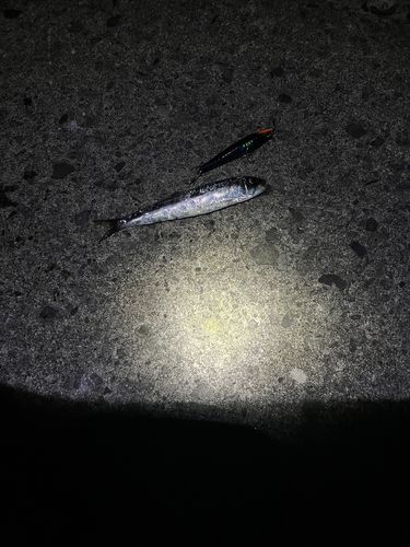 イワシの釣果