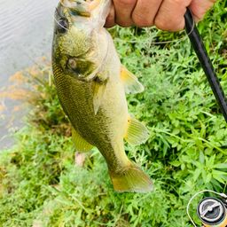 ラージマウスバス