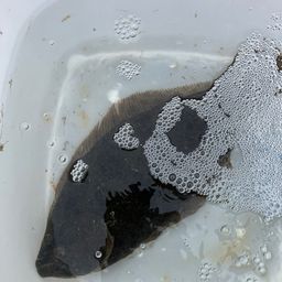 ヒラメ