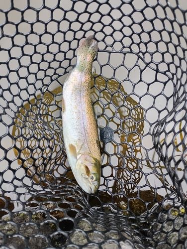 ニジマスの釣果