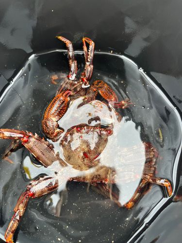 カニの釣果
