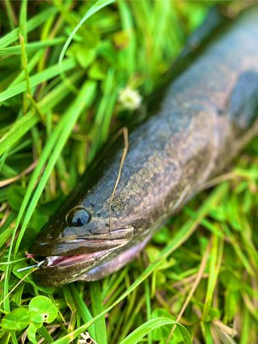 ライギョの釣果