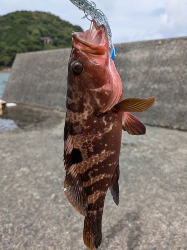 キジハタの釣果