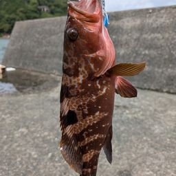 キジハタ