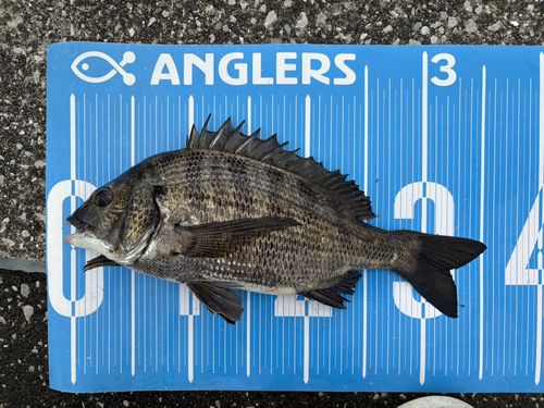 クロダイの釣果