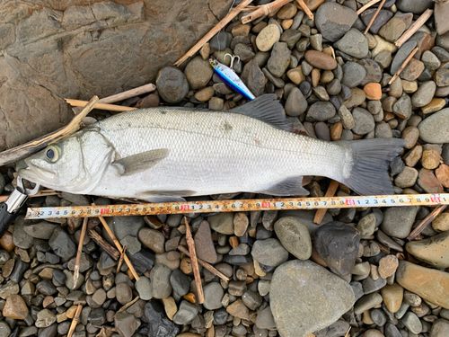 ヒラスズキの釣果