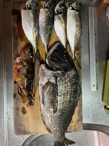 アジの釣果