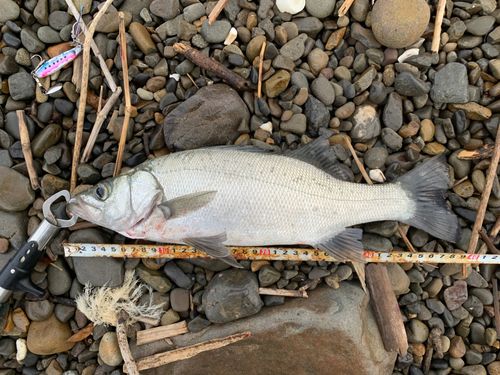 ヒラスズキの釣果