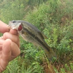 ラージマウスバス