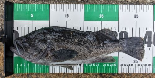 クロソイの釣果