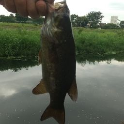 スモールマウスバス