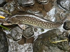 アメマスの釣果