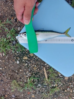 サバの釣果