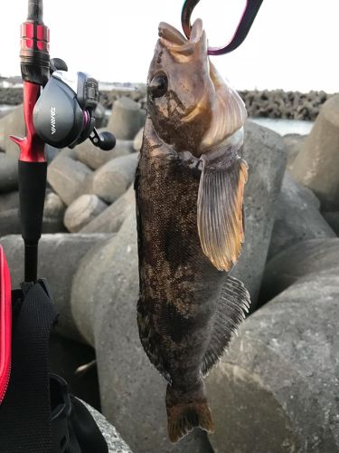 アイナメの釣果