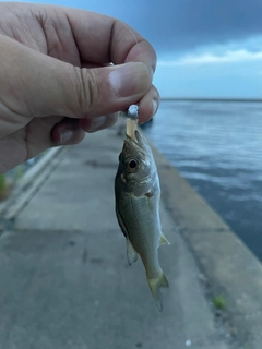 セイゴ（マルスズキ）の釣果