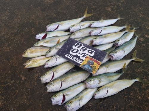 コゾクラの釣果