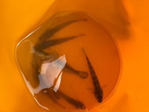 アカハゼの釣果