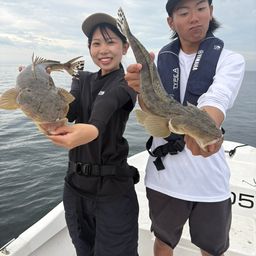 マゴチ