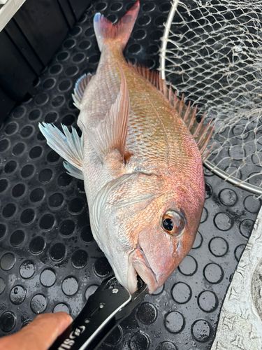 タイの釣果