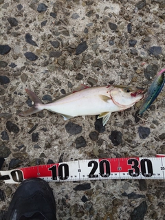 ネリゴの釣果