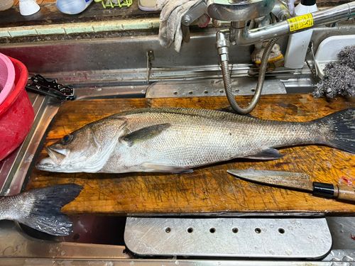 スズキの釣果
