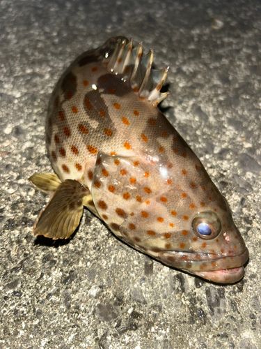 ハタの釣果