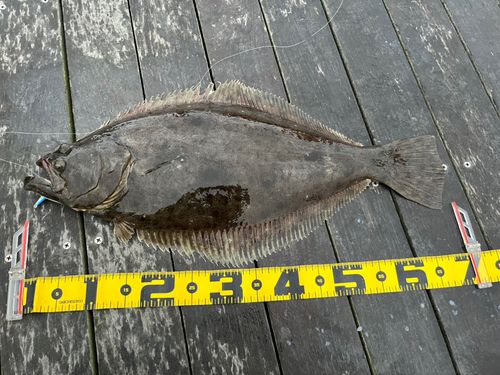 ヒラメの釣果