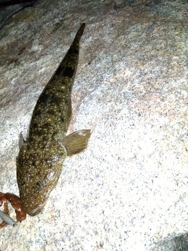 マゴチの釣果