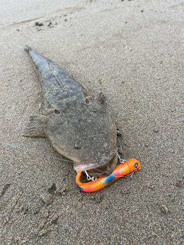 マゴチの釣果