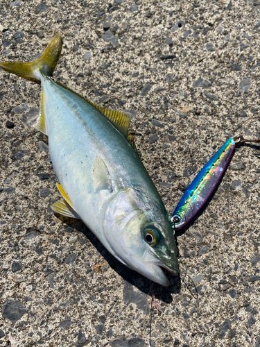 フクラギの釣果
