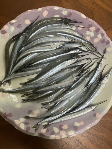 サヨリの釣果